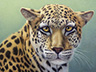 Portrait of a Leopard